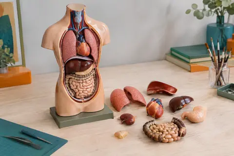 Mannequin de torse humain avec ses organes amovibles et sa base posés sur une table claire